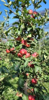 High Desnity Kashmir Apples